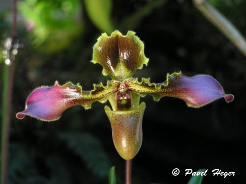 Paphiopedilum hissutissimum